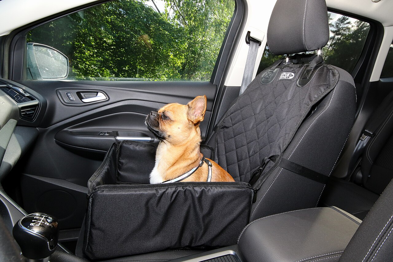 ハーネスを付けて車で旅する小型犬