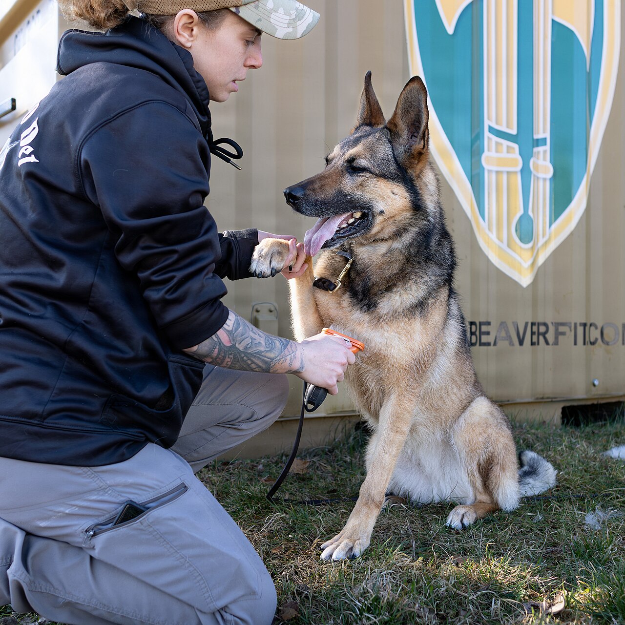 ダブルコートの犬をブラッシングする様子