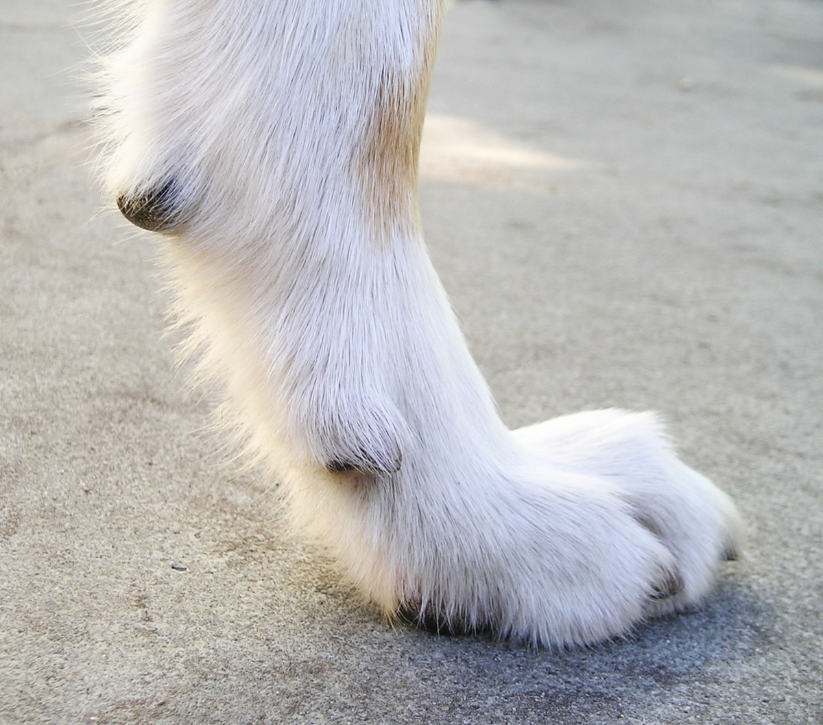 犬の前足の内側にある狼爪(ろうそう)