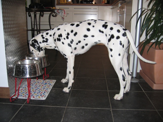 食器スタンドに置いた器から食事をする犬