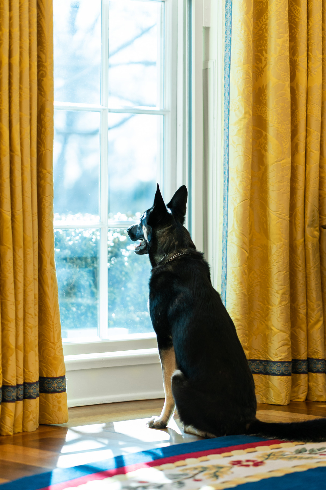 窓の外を眺めながら留守番する犬