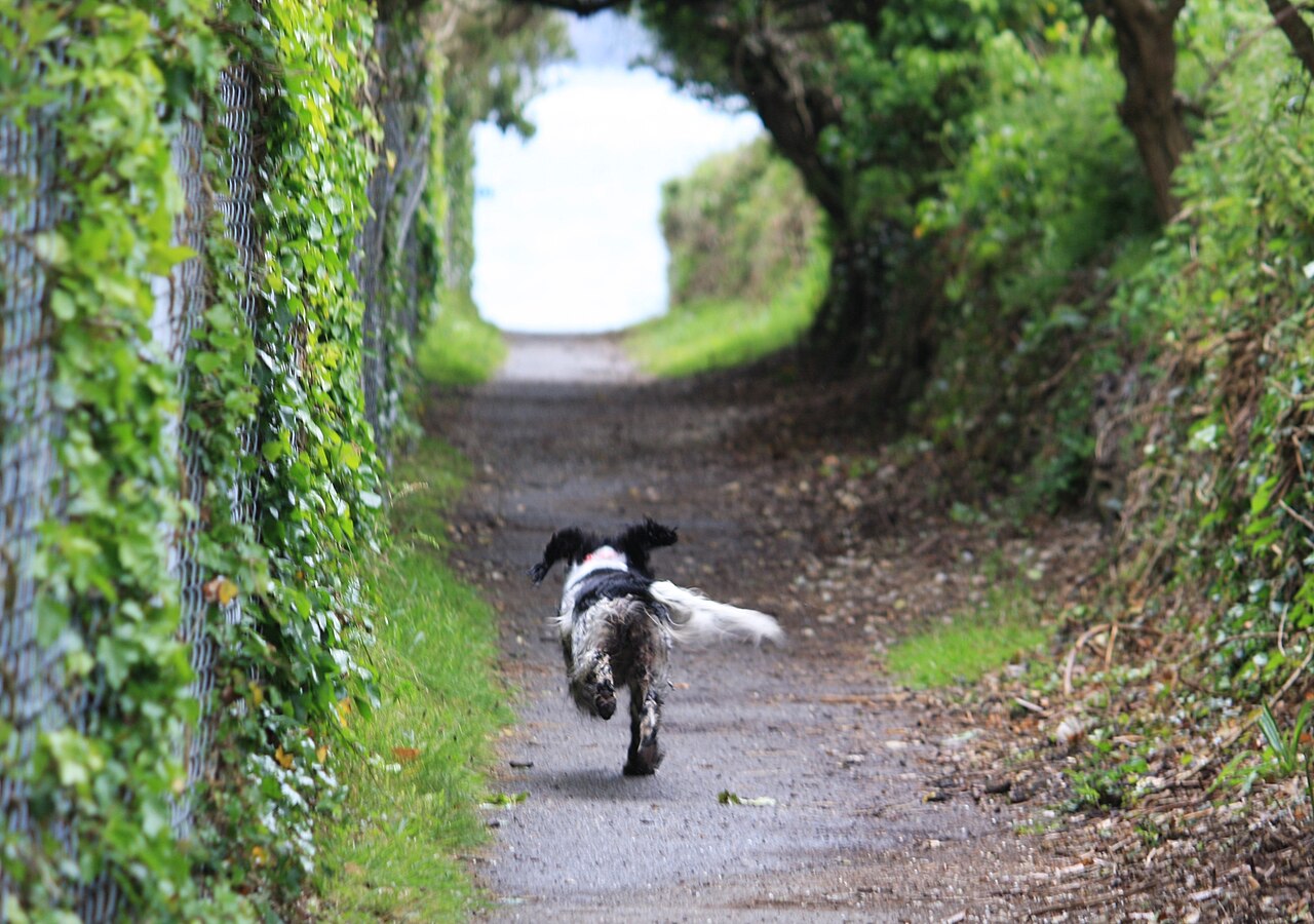 海辺を走る犬