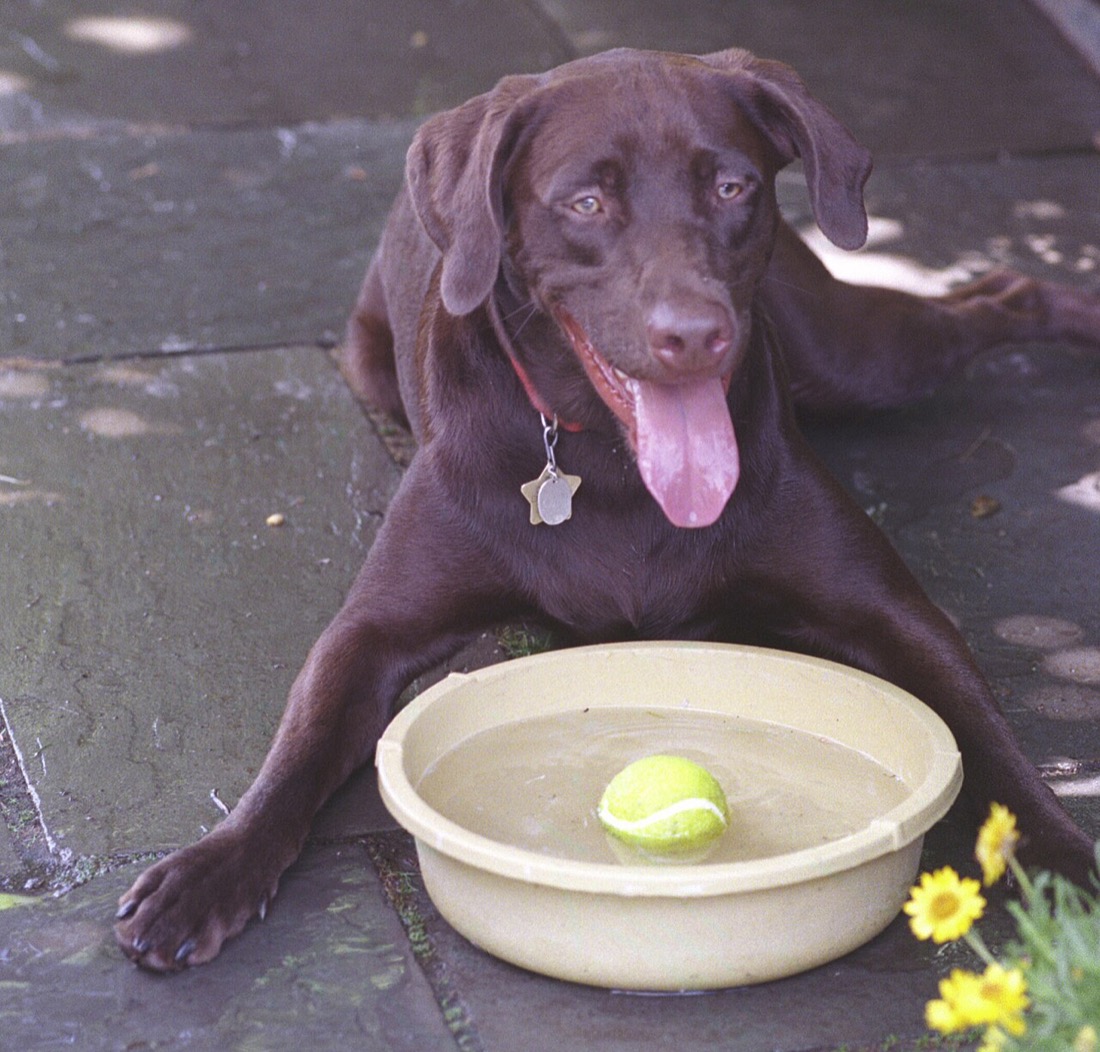水飲み場で水を飲む犬