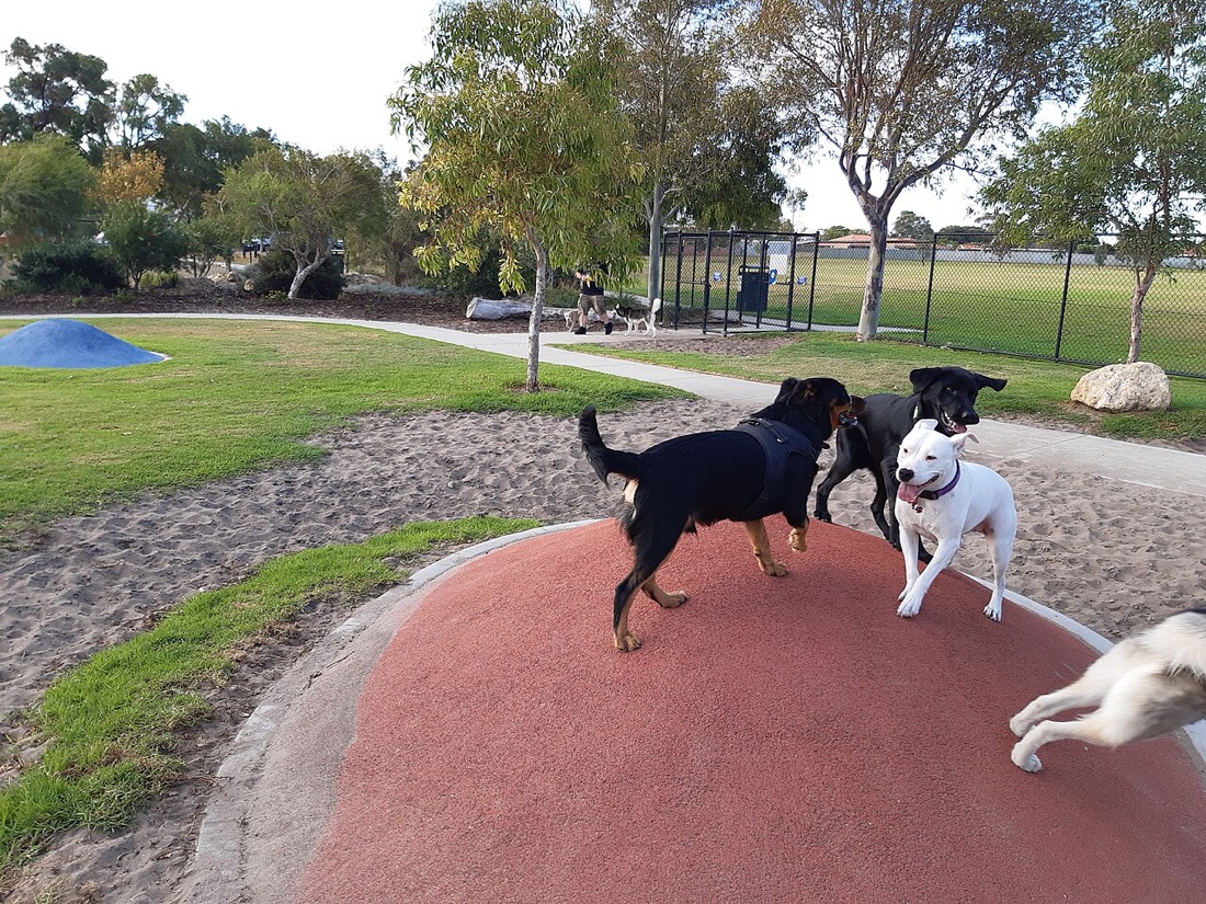 柵で囲まれたドッグランで過ごす犬