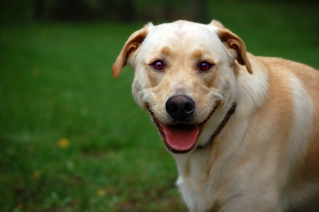 口を開けて笑っているように見える犬