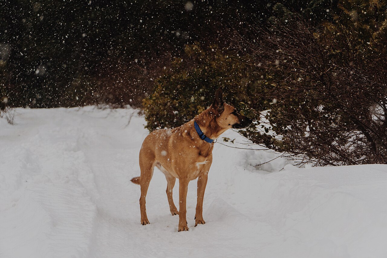 雪の降る屋外でくつろぐ犬