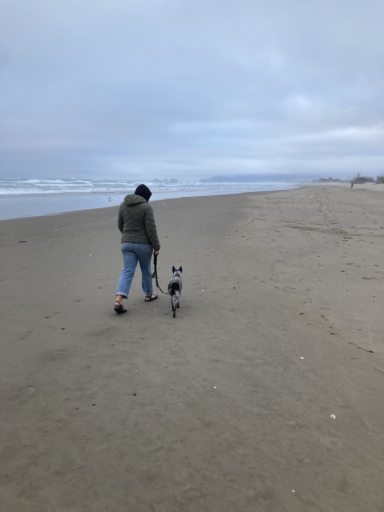 海辺を犬と一緒に散歩する飼い主