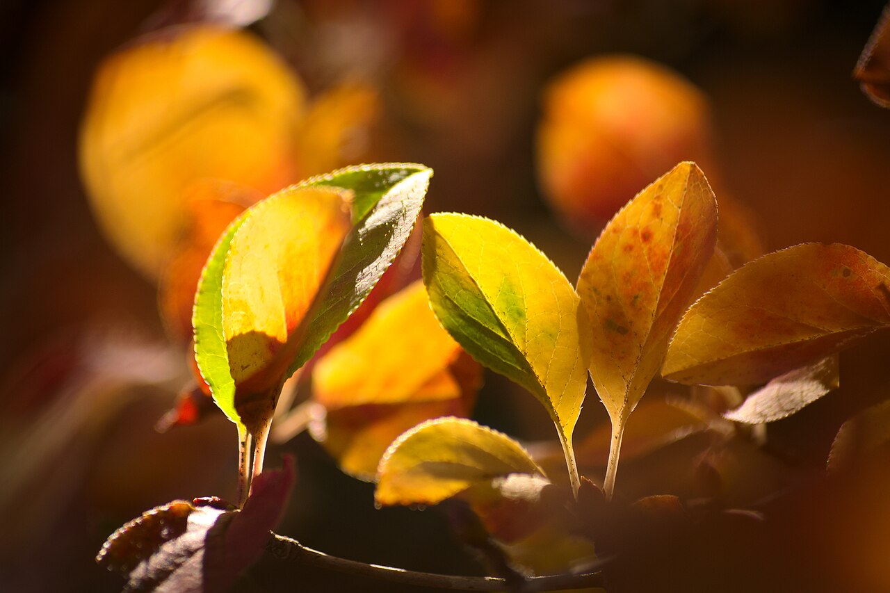 箱根の山あいを彩る秋の紅葉の風景