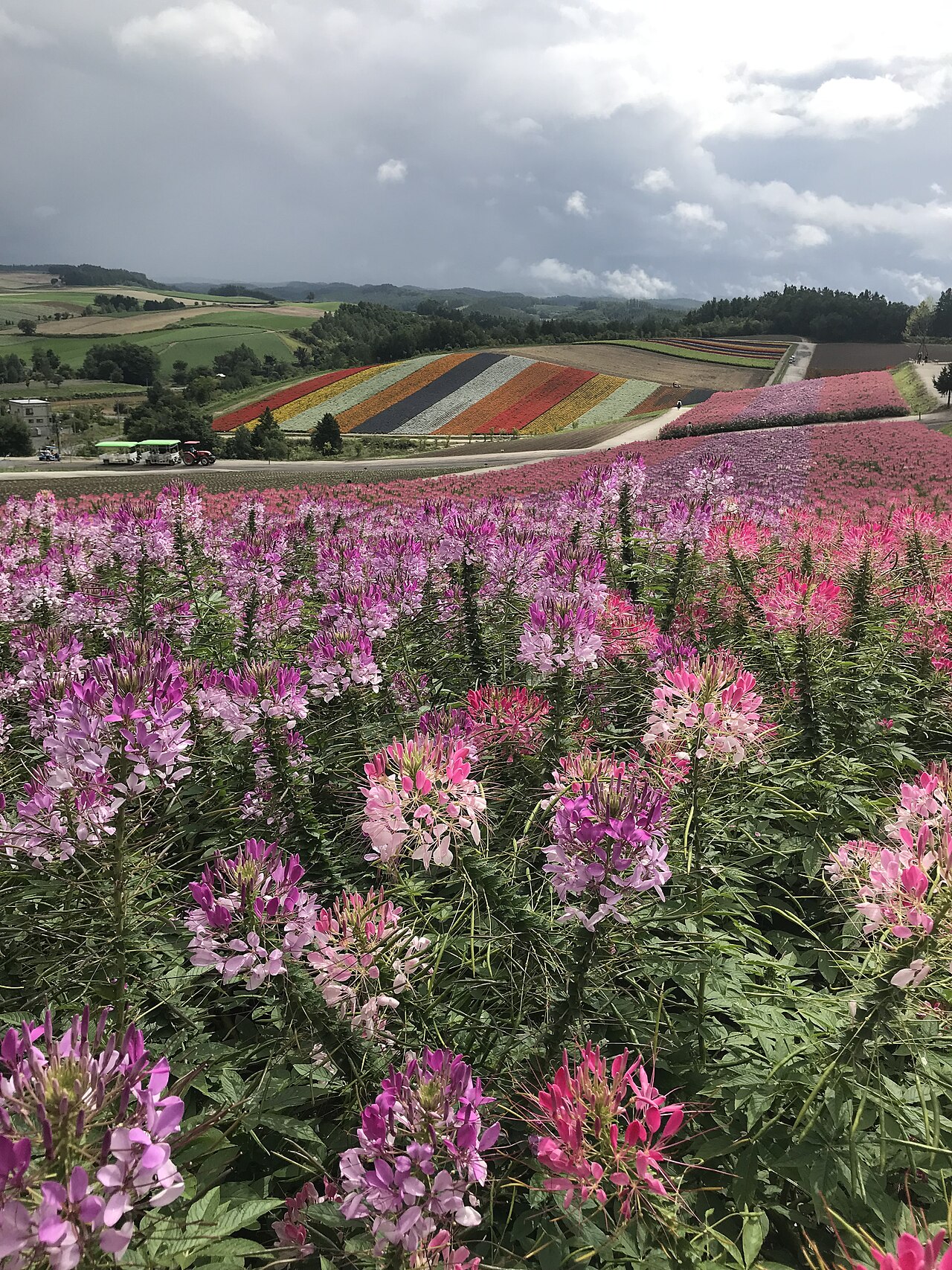 色とりどりの花が咲く北海道の花畑
