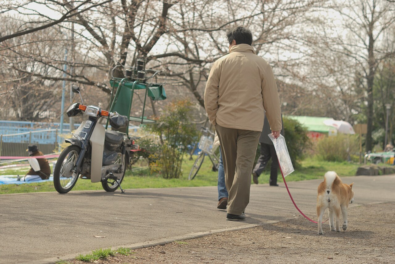 リードをつけて散歩する犬