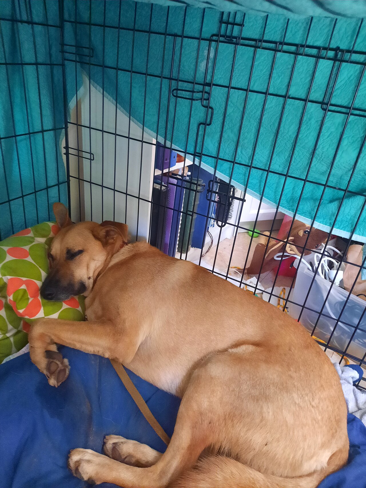クレートの中で落ち着いて眠る犬