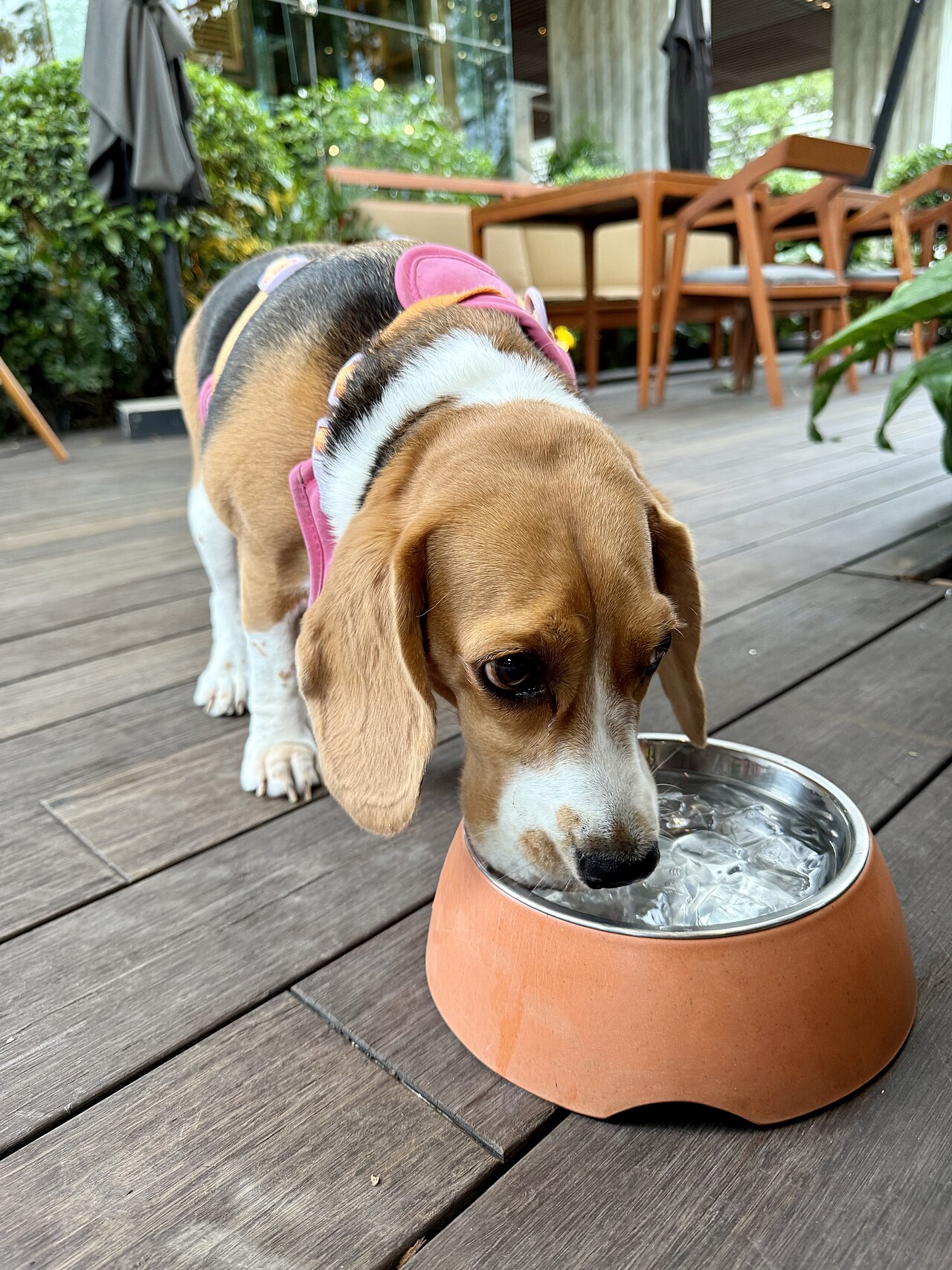器から水を飲む犬