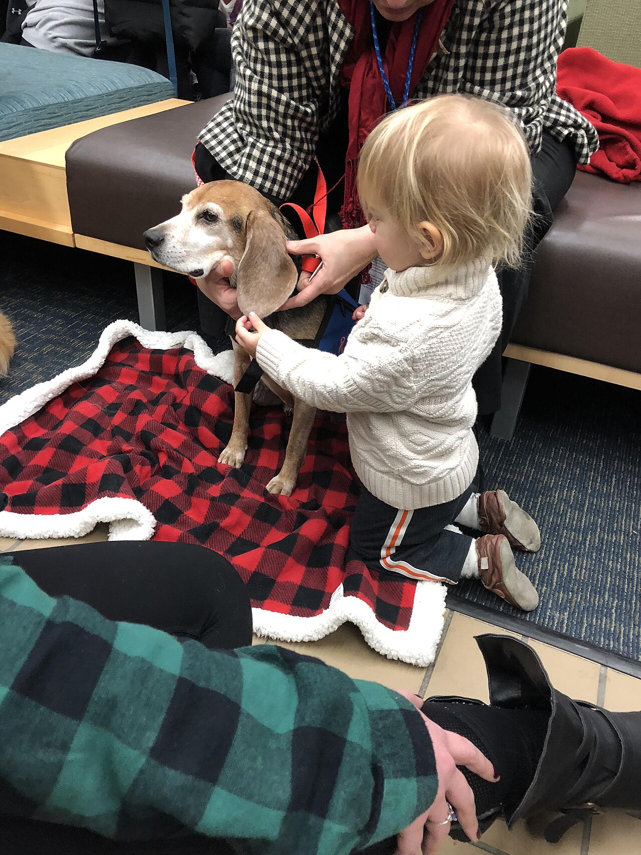 人にビーグルの垂れ耳をめくって中を見てもらっている犬
