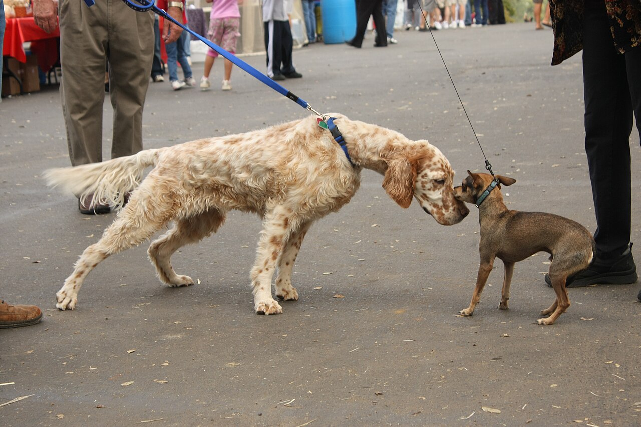散歩中に他の犬と顔を合わせる犬