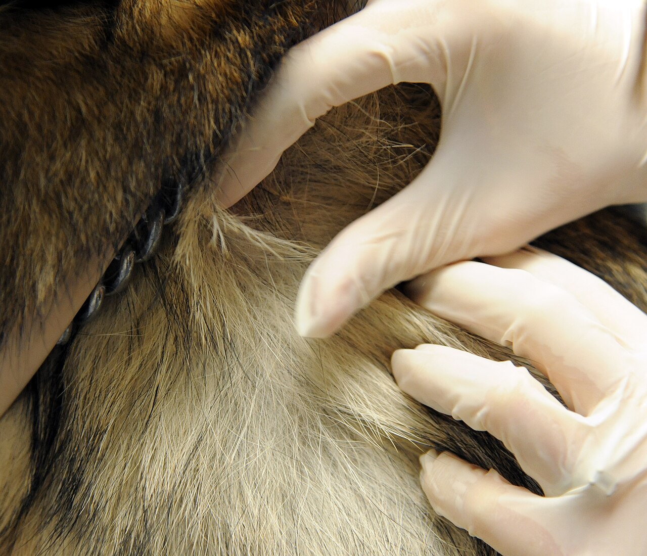 手袋をした手で犬の被毛をかき分けて皮膚を確認する様子