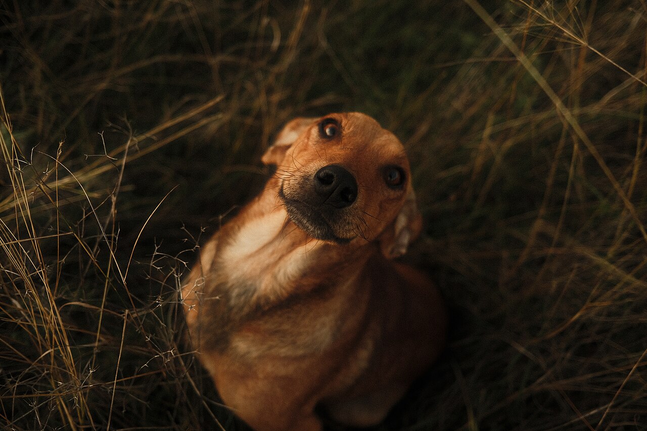 背の高い草むらに座り込む犬