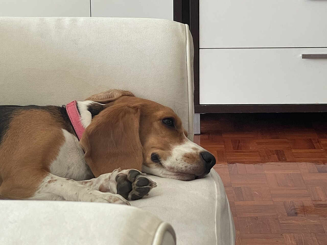 ソファでくつろぐビーグル犬