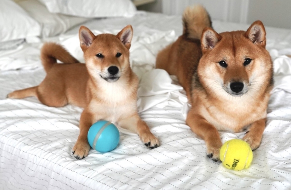 子犬と成犬の柴犬が並んで伏せている様子