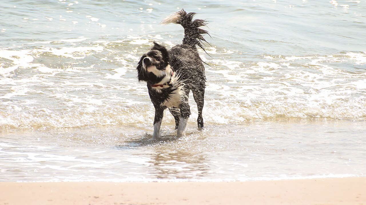 体をブルブルと振って水を飛ばす犬