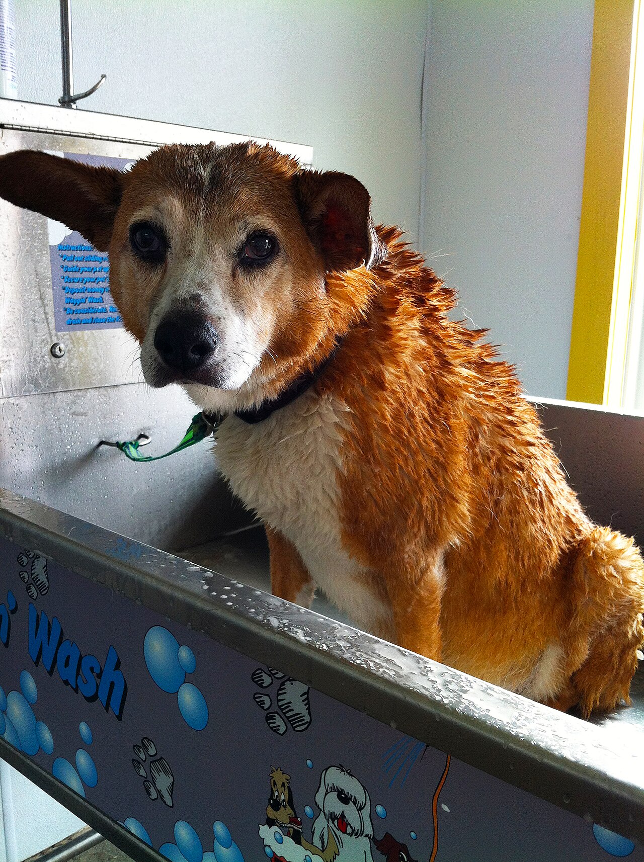 洗い場の浴槽に立って体を濡らされている犬