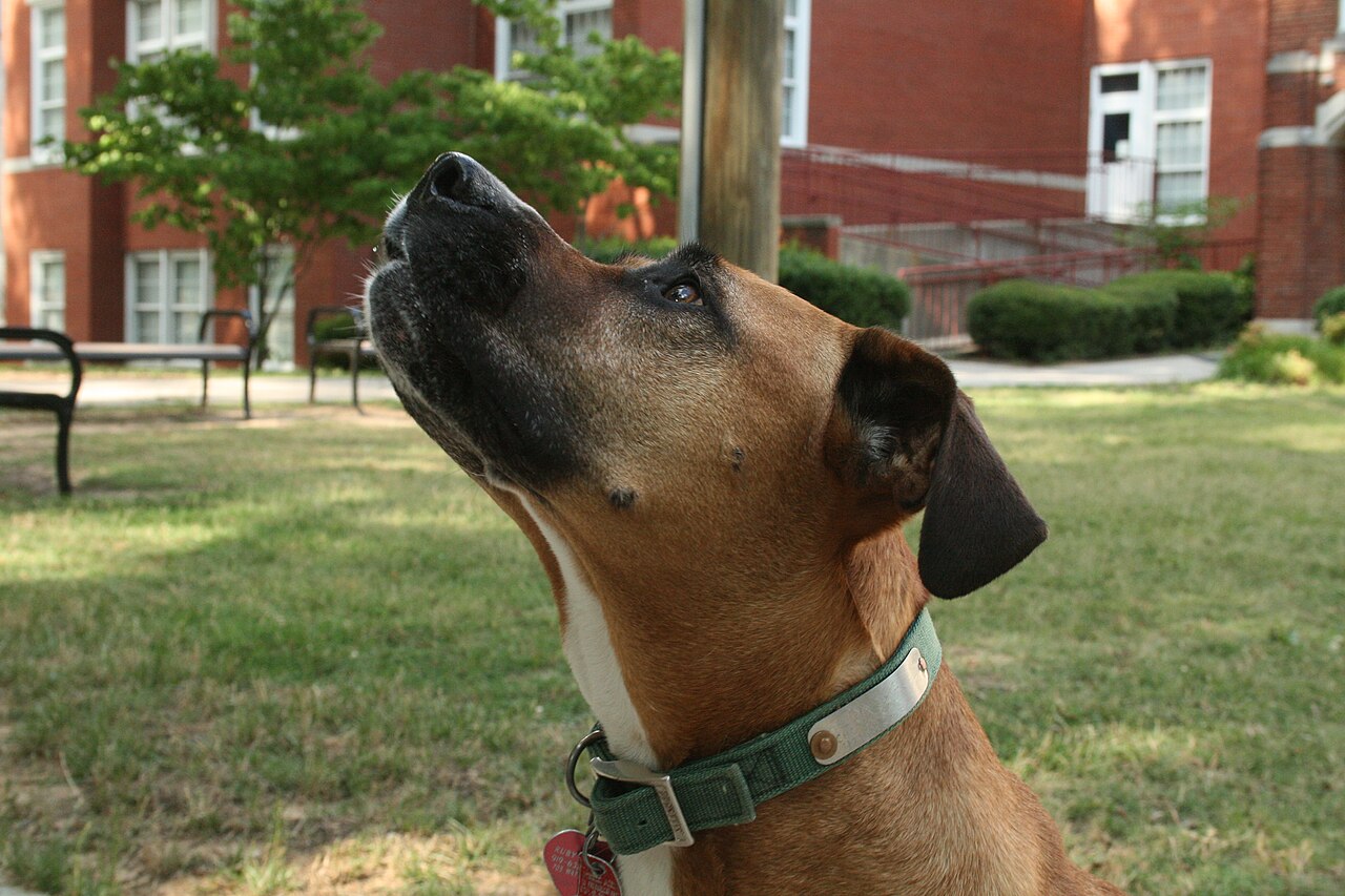 テーブルの食べ物を見上げておねだりする犬