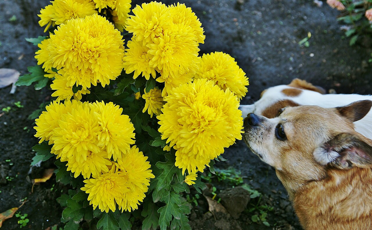 花壇の菊のにおいを嗅ぐ犬