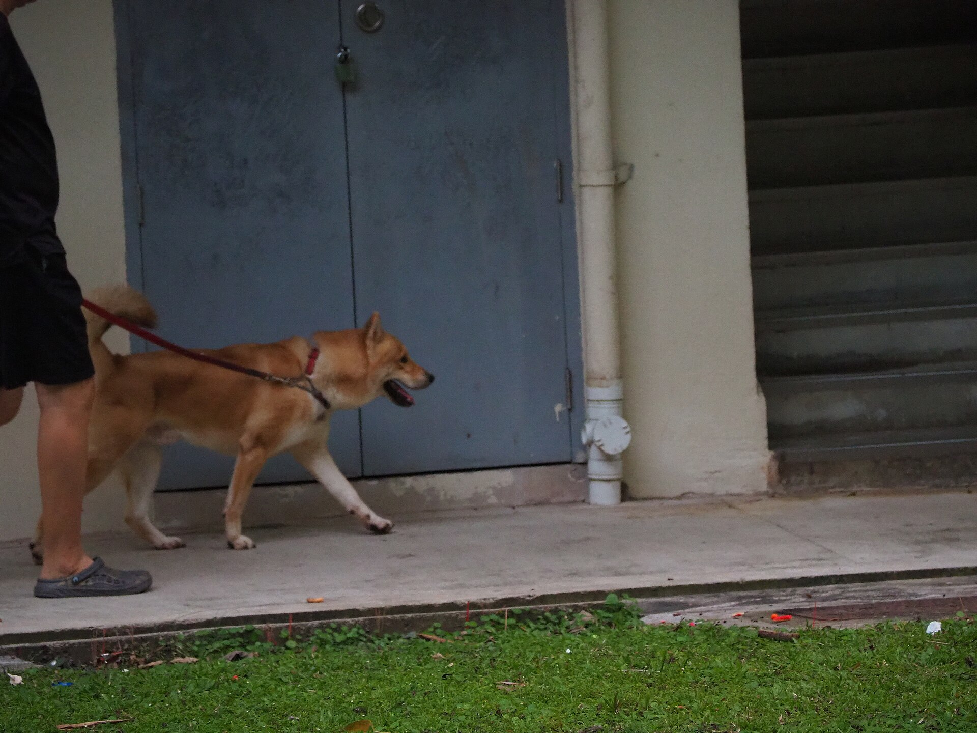 リードをつけて飼い主と一緒に歩く犬